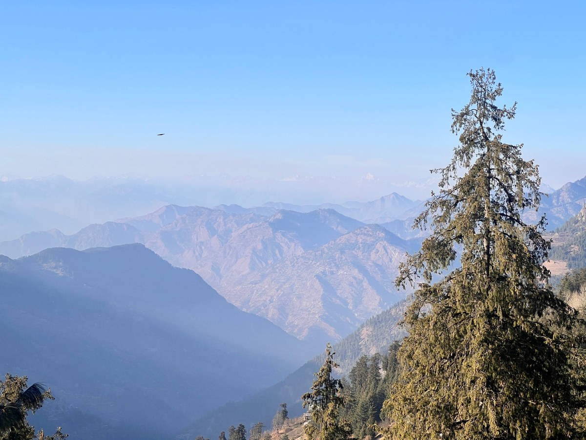 Layered blue hills and a deodar tree near Jibhi